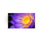 LD-EC091-162-NP LD-EC091-162-NP