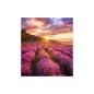 Samsung Indoor IFH série p 2.5 - Premium